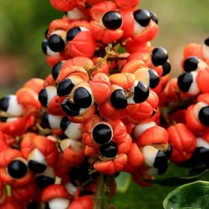 Guaranos milteliai 100g / 200g / 500g   TOP prekė !