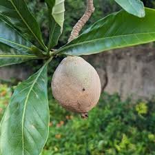 Kurupi Fitness matė 500g TOP prekė!