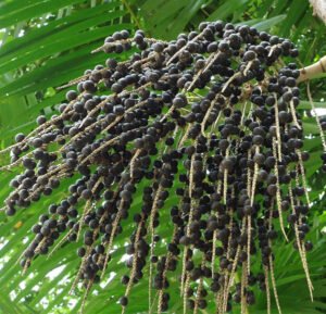 Acai uogų milteliai 100g / 200g / 500g