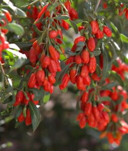 Džiovintos GOJI uogos 500g / 1000g