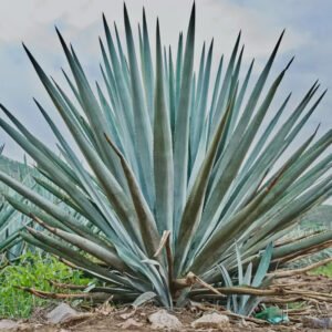 Ekologiškas inulinas iš agavos 200g / 600g / 1000g