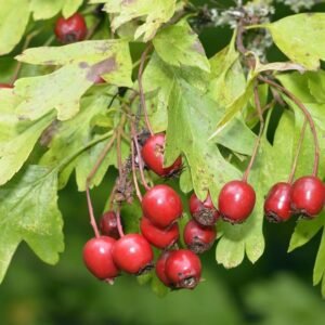 Gudobelės džiovinti vaisiai 200g / 400g / 600g