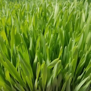 Miežių želmenų milteliai 200g / 400g / 600g