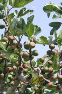 Džiovintos figos Graikiškos 200g