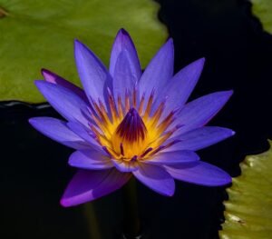 Mėlynojo lotoso žiedai 10g / 20g / 50g