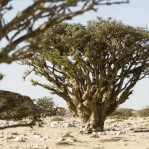 Miros derva smilkinimui 100g / 200g / 500g