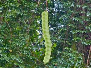 Milžiniška jūros pupelė