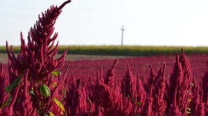 Burnočio sėklos (amarantus) 1000g