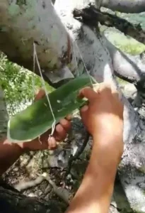 Baltojo kopalo derva smilkinimui (Dacryodes Peruviana) 100g / 200g / 500g