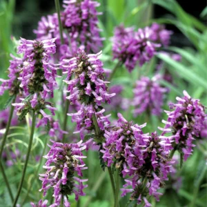 Pačiulio lapai (smulkinti) 100g / 200g / 500g