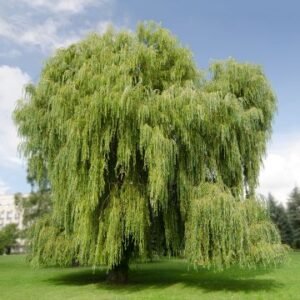 Baltojo gluosnio žievė 200g / 400g / 600g