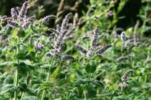Nana mėta spearmint 200g / 400g / 600g
