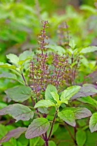 Šventasis bazilikas (Tulsi)